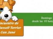 TROBADA JACK RUSSELL TERRIER