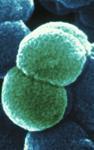 La gonorrea por San Valentín muestra el primer ejemplo de transferencia horizontal de DNA humano a bacterias.