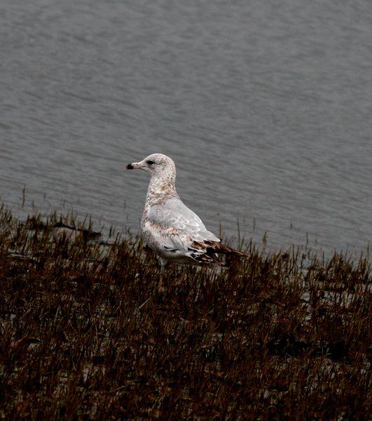 GAVIOTA DE DELAWARE 1ER INVIERNO-LARUS DELAWARENSIS-RING BILLED GULL