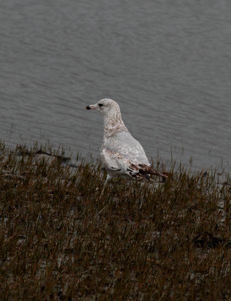 GAVIOTA DE DELAWARE 1ER INVIERNO-LARUS DELAWARENSIS-RING BILLED GULL