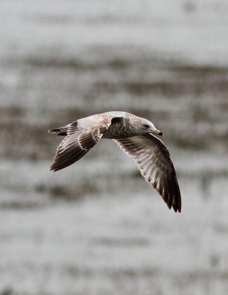 GAVIOTA DE DELAWARE 1ER INVIERNO-LARUS DELAWARENSIS-RING BILLED GULL