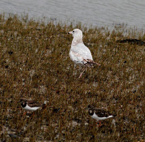 GAVIOTA DE DELAWARE 1ER INVIERNO-LARUS DELAWARENSIS-RING BILLED GULL