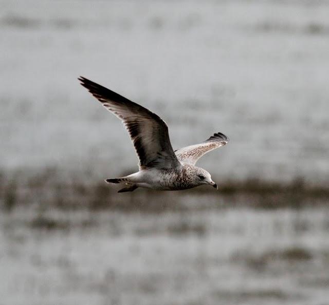 GAVIOTA DE DELAWARE 1ER INVIERNO-LARUS DELAWARENSIS-RING BILLED GULL