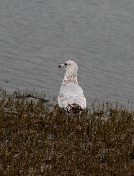 GAVIOTA DE DELAWARE 1ER INVIERNO-LARUS DELAWARENSIS-RING BILLED GULL