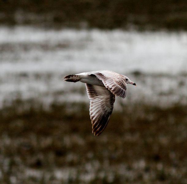 GAVIOTA DE DELAWARE 1ER INVIERNO-LARUS DELAWARENSIS-RING BILLED GULL