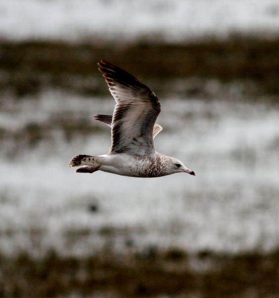 GAVIOTA DE DELAWARE 1ER INVIERNO-LARUS DELAWARENSIS-RING BILLED GULL