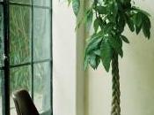 buenas razones para tener plantas oficina