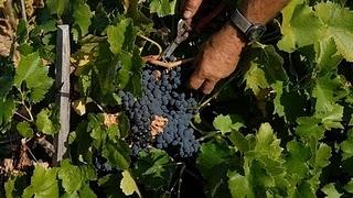 Un estudio de la Universidad de Harvard sugiere que las bayas actúan como «neuroprotectores»