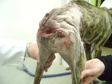 Muy Urgente-Tigre cachorro galgo con rabo y ano destrozados.(Sevilla) NOVEDADES.