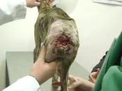 Urgente-Tigre cachorro galgo rabo destrozados.(Sevilla) NOVEDADES.