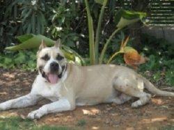 URGENTÍSIMO, Tano, perdido o robado.