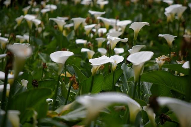 Entre bosques nebulosos, trifinios y quetzales