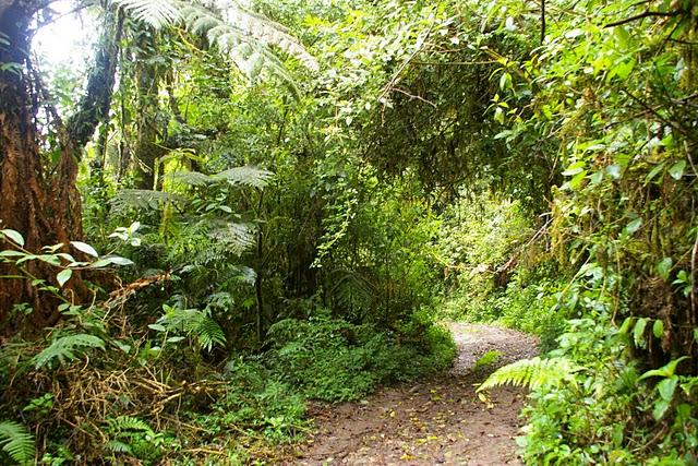 Entre bosques nebulosos, trifinios y quetzales