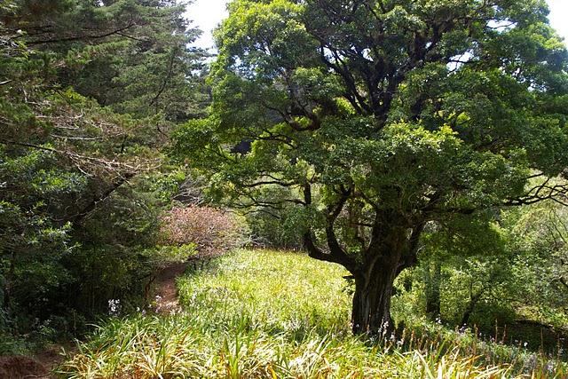 Entre bosques nebulosos, trifinios y quetzales