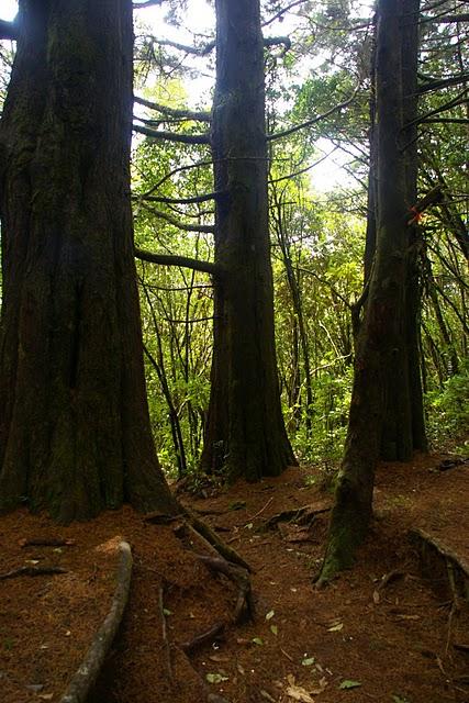 Entre bosques nebulosos, trifinios y quetzales