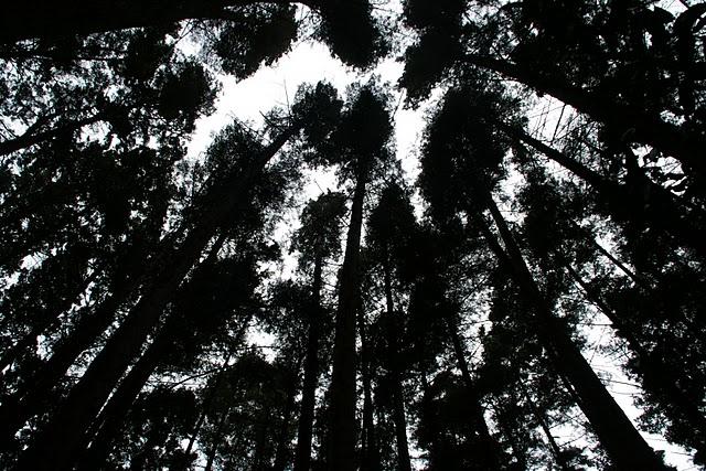 Entre bosques nebulosos, trifinios y quetzales