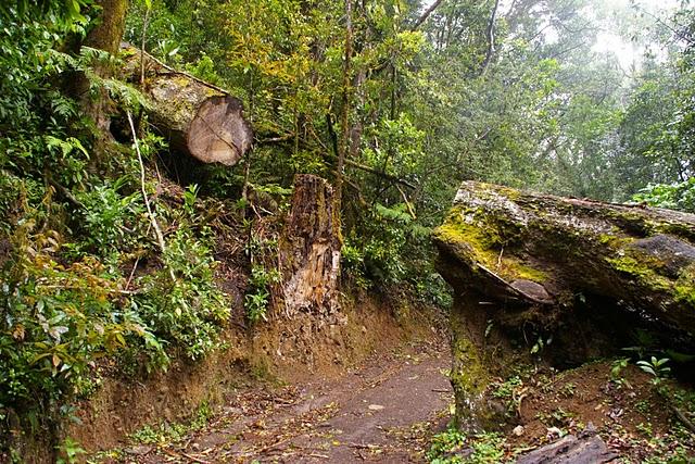Entre bosques nebulosos, trifinios y quetzales