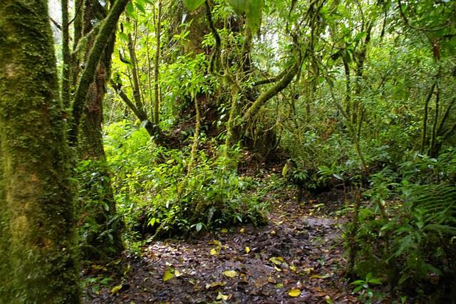 Entre bosques nebulosos, trifinios y quetzales