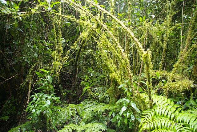 Entre bosques nebulosos, trifinios y quetzales