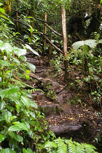 Entre bosques nebulosos, trifinios y quetzales