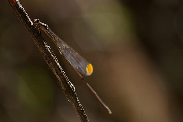 Entre bosques nebulosos, trifinios y quetzales