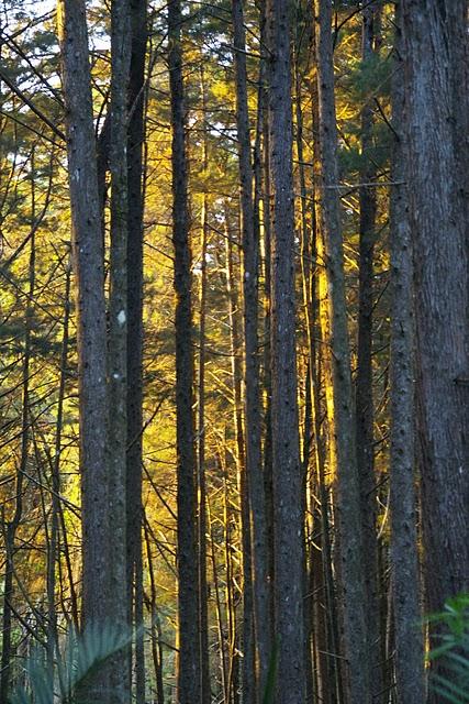 Entre bosques nebulosos, trifinios y quetzales