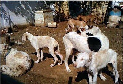 Córdoba... no hay tiempo para insultos ni para lágrimas, sólo para salvarles la vida