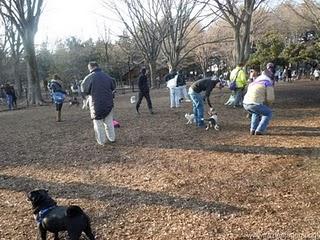 San Valentin Chocolateado y perruno