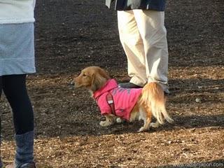 San Valentin Chocolateado y perruno