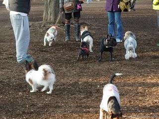 San Valentin Chocolateado y perruno