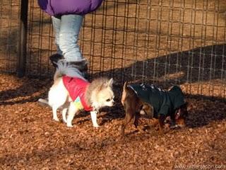 San Valentin Chocolateado y perruno