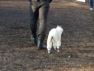 San Valentin Chocolateado y perruno