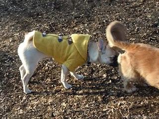 San Valentin Chocolateado y perruno