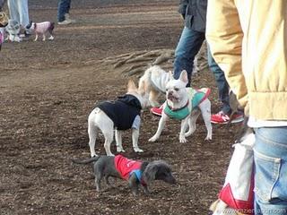 San Valentin Chocolateado y perruno