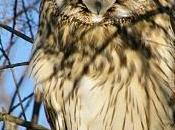 Expectacular concentración Lechuzas campestres (Asio flammeus) España...