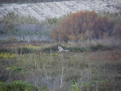 Expectacular concentración de Lechuzas campestres (Asio flammeus) en el S de España...