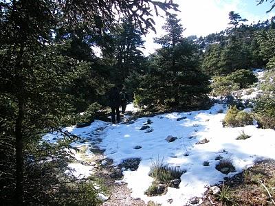 Rutas Puerto del Saucillo - Puerto Bellina y Puerto del Caucón - Tajo de la Caína. La Sierra de las Nieves hace honor a su nombre...30/01/11