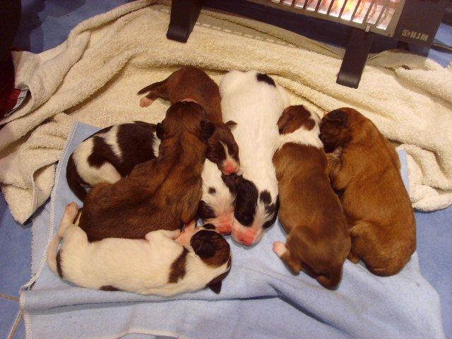 Urgente: cachorros dentro de un saco de patatas. Necesitan acogida o no sobrevivirán.(Valencia)