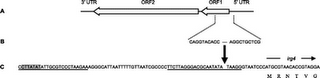 Transferencia horizontal de genes de hospedador humano a patógeno bacteriano