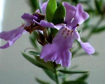 Westringia - Westnngia fruticosa