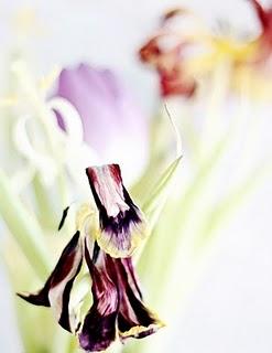 Flores marchitas, belleza robada