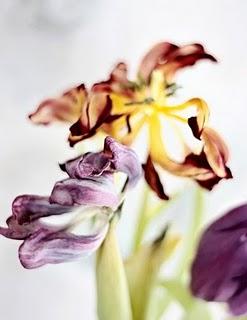 Flores marchitas, belleza robada