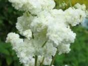 Cúrate hierbas: ulmaria