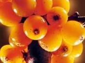Cúrate hierbas: espino amarillo