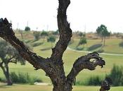 Canto árbol: Antonio Machado