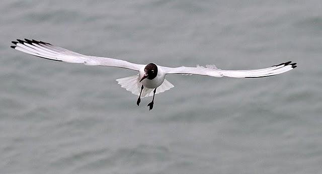 TXINGUDI-PLAIAUNDI POR LA COSTA HASTA HENDAYA