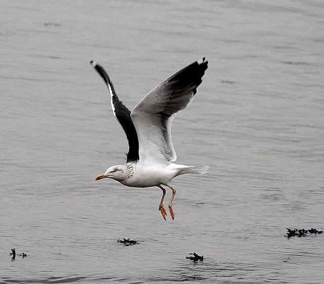 TXINGUDI-PLAIAUNDI POR LA COSTA HASTA HENDAYA