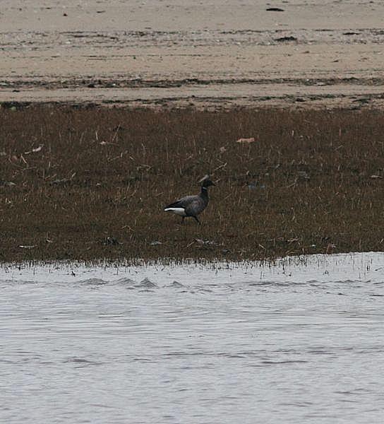 TXINGUDI-PLAIAUNDI POR LA COSTA HASTA HENDAYA