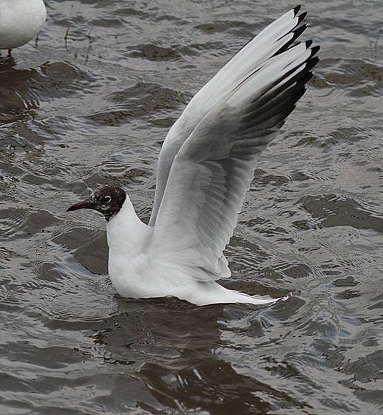 TXINGUDI-PLAIAUNDI POR LA COSTA HASTA HENDAYA
