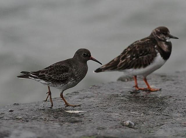 TXINGUDI-PLAIAUNDI POR LA COSTA HASTA HENDAYA